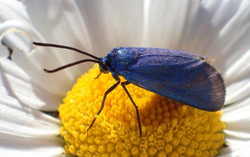 Réf. 233 442 : Adscita sp.